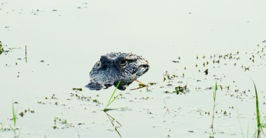 where to see alligators in florida: alligator hiding in the water