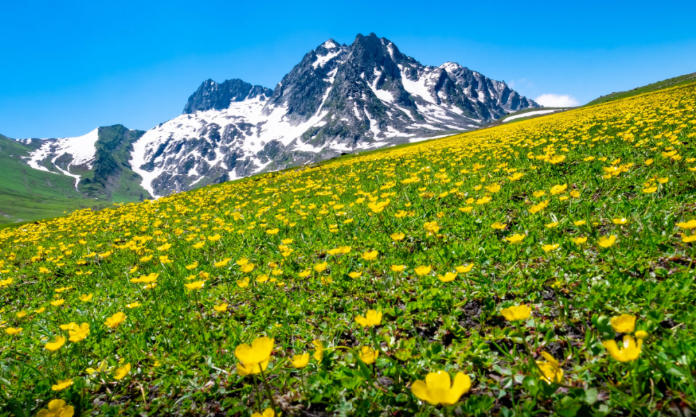 India Valley of Flowers yellow