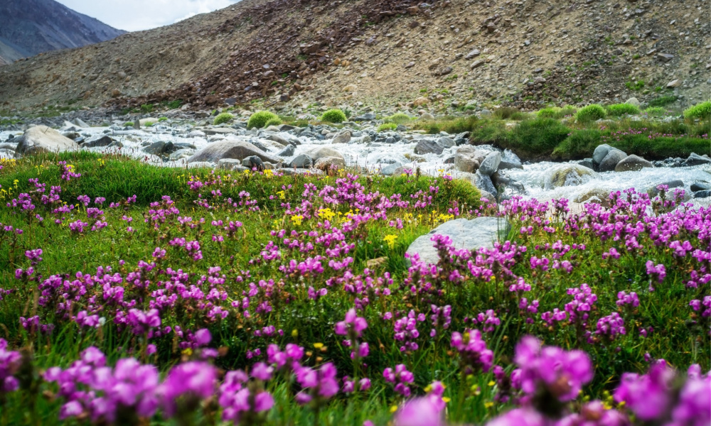 India Valley of Flowers