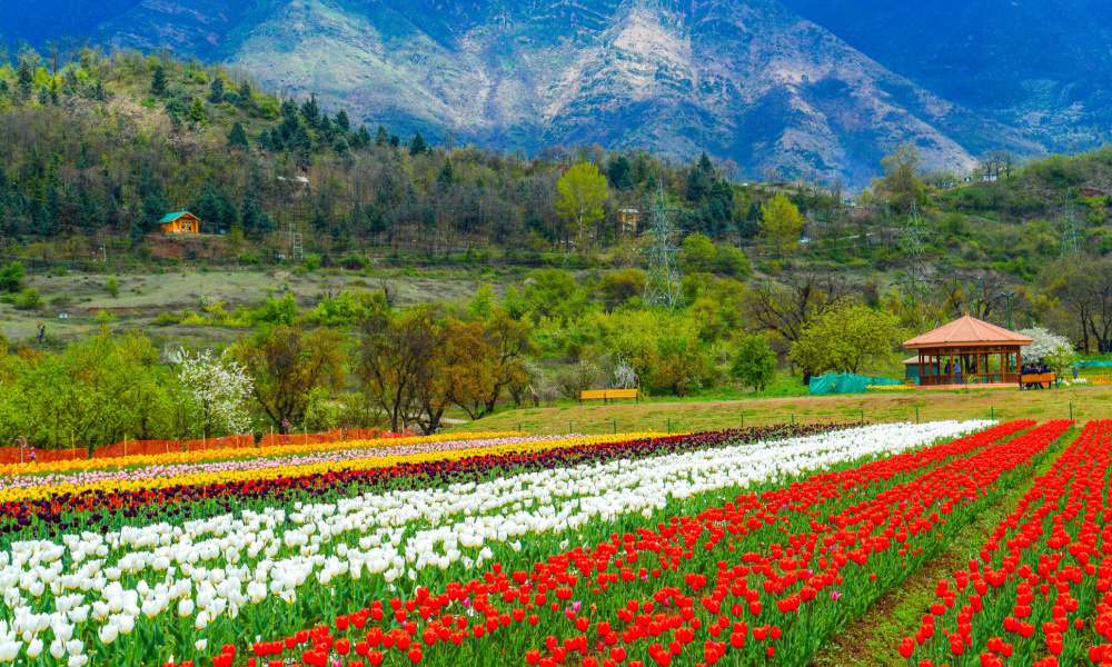 Valley of Flowers India