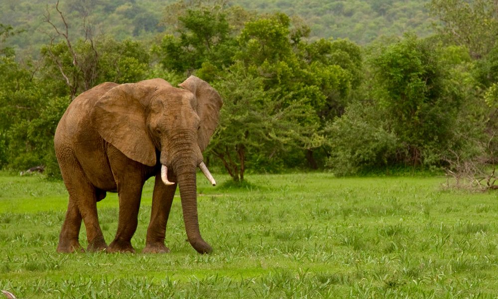 elephant reserves to visit around the world - Selous Reserve