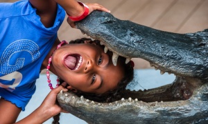 Alligator farm Miami Everglades girl puts head in crocodile mouth