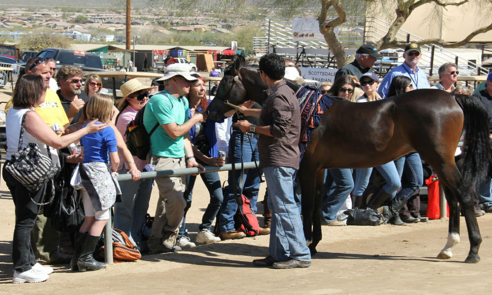 Scottsdale Horse Show 