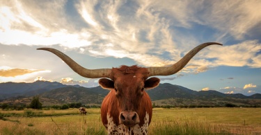 10 Reasons Why You Should Plan a Larger-Than-Life Trip to Texas: Texas longhorn steer