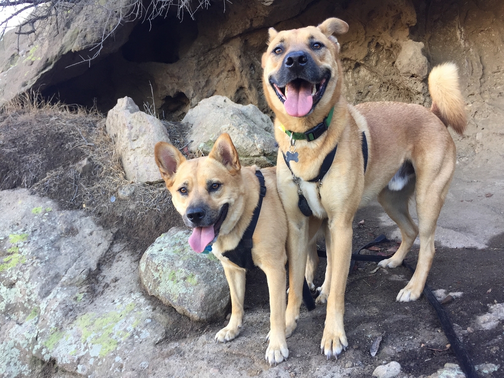 two dogs standing on rocks