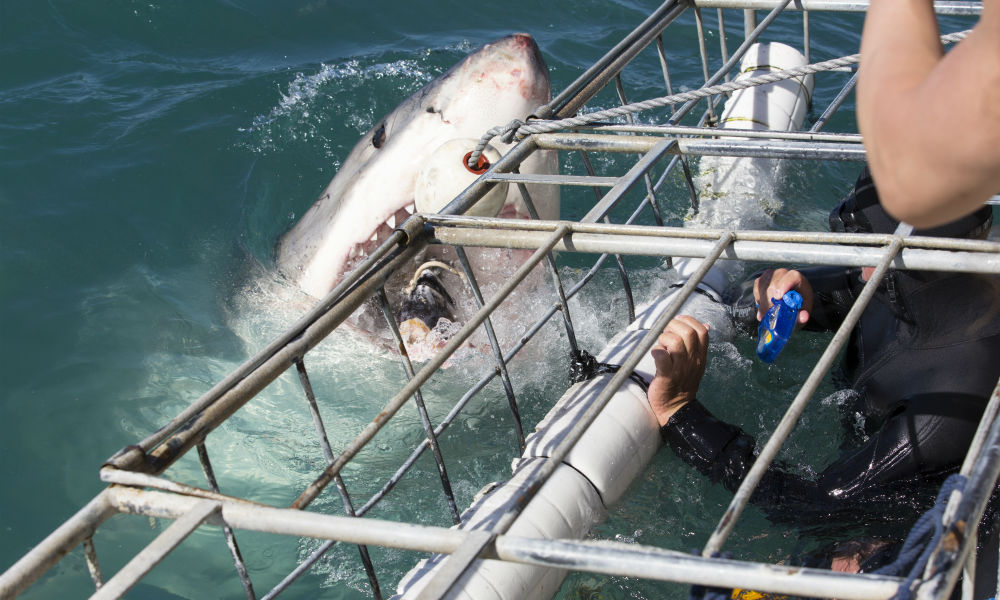 unique-things-to-do-in-south-africa_shark-cage