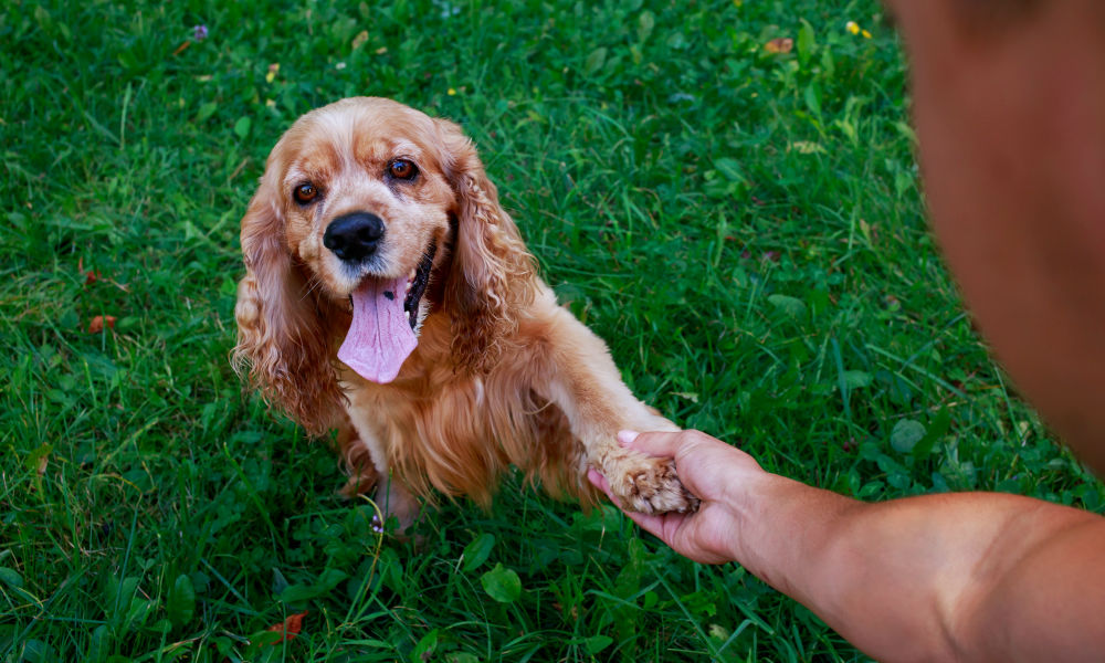 dog-shaking-hands-with-a-person