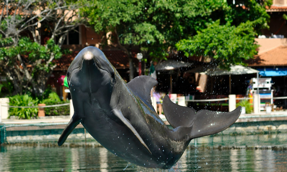 dolphin in aquarium