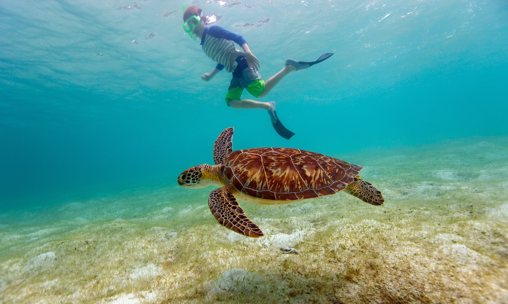 a young boy swimming with a sea turtle