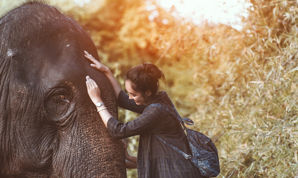 woman touching an elephant