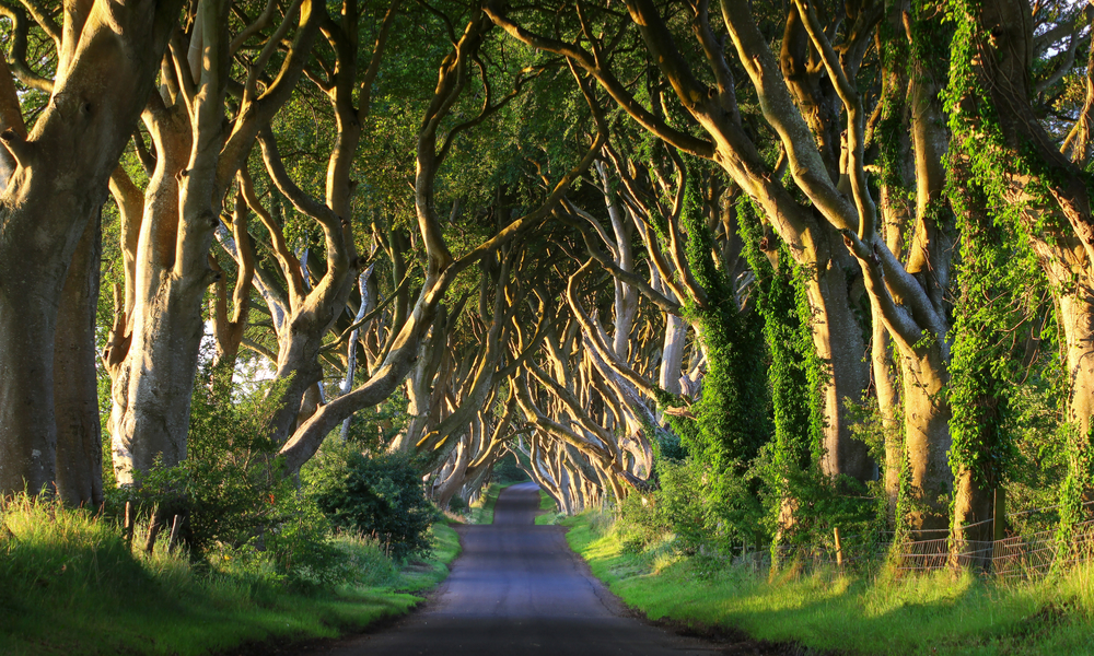 Dark Hedges, Northern Ireland