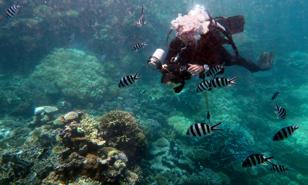 scuba diving in the great barrier reef 