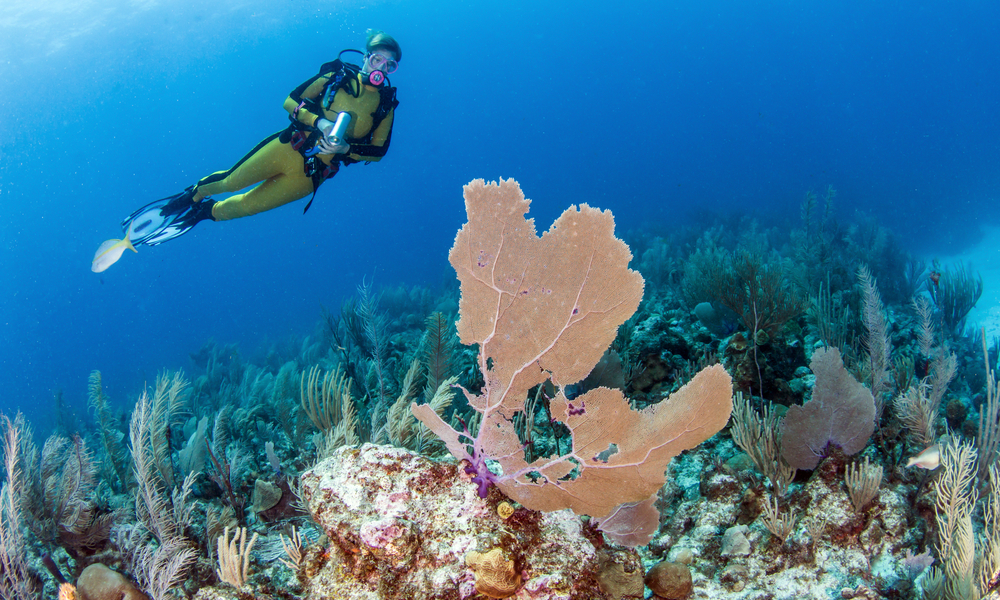 Scuba diver at coral reef in Belize