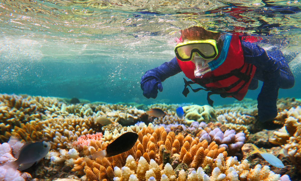 snorkeling in the great barrier reef