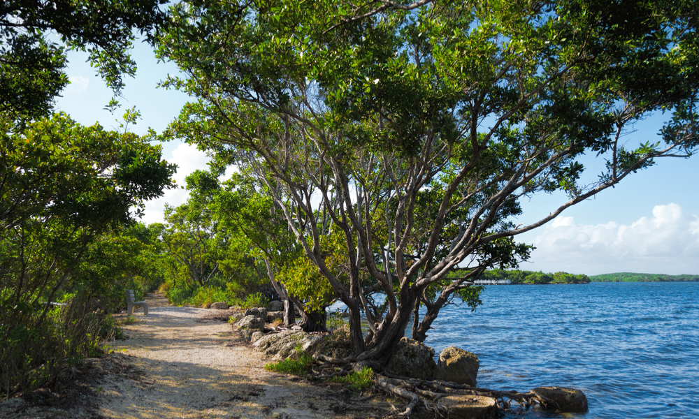 a trail through biscayne-national-park