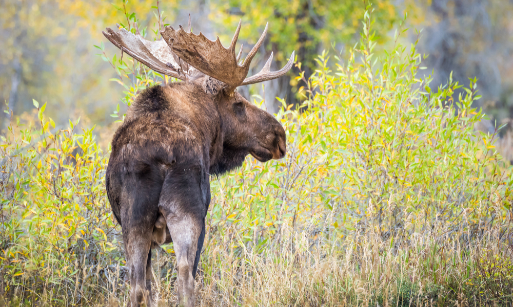 a bull moose at grand-teton