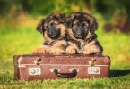 German shepherd puppies with a suitcase