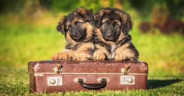 German shepherd puppies with a suitcase