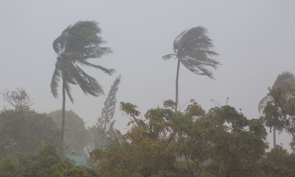 Strong storm wind sways the trees and breaks the leaves from the two palm trees