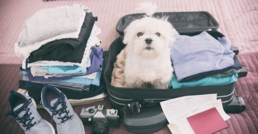 Small dog maltese sitting in the suitcase or bag wearing sunglasses and waiting for a trip