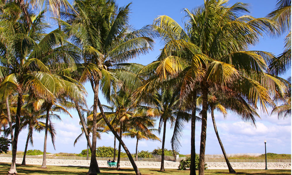 Tropical park with palm trees, Lummus park South Miami Beach, Florida