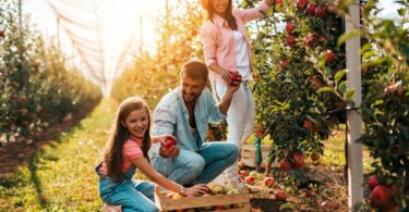 Family picking apples