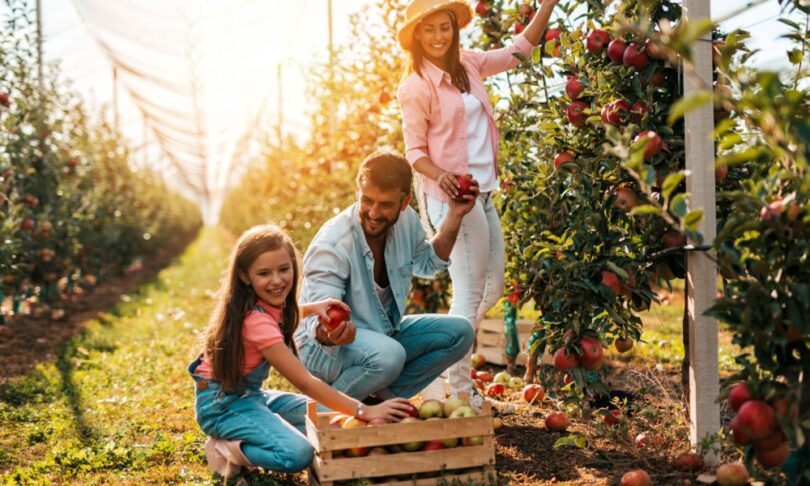 Family picking apples