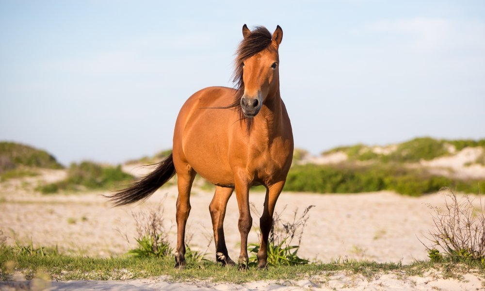 Wild Pony (Equus caballus) at Assateague Island National Seashore, Maryland