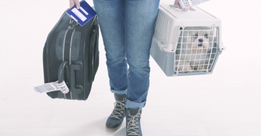 little dog in the airline cargo pet carrier at the airport after a long journey