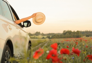 roadtrip through flower field