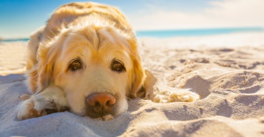 Dog on Sand