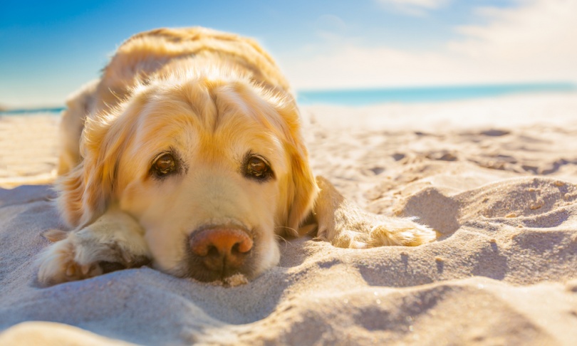 Dog on Sand