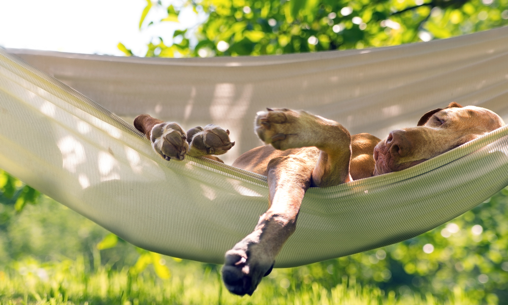 Dog in Hammock