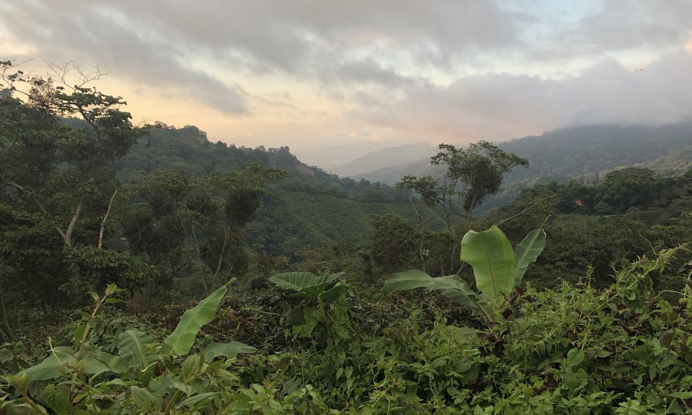 Sunset in Colombia’s Cloud Forest in Minca