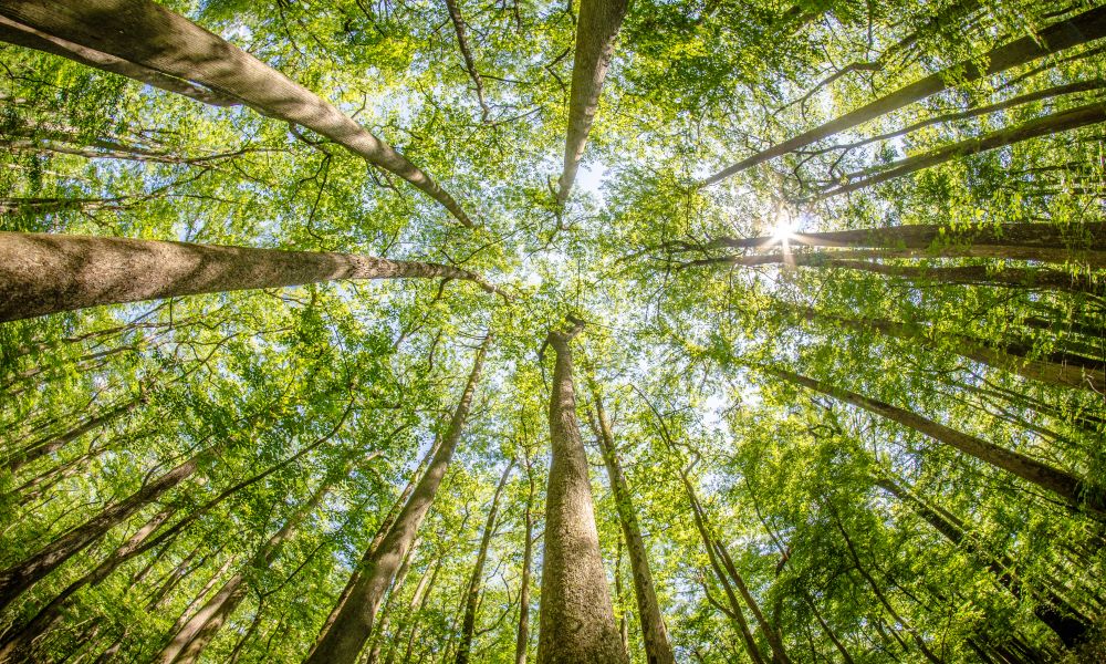 spring break destinations congaree national park