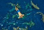 Man swimming among sharks