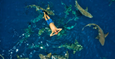 Man swimming among sharks