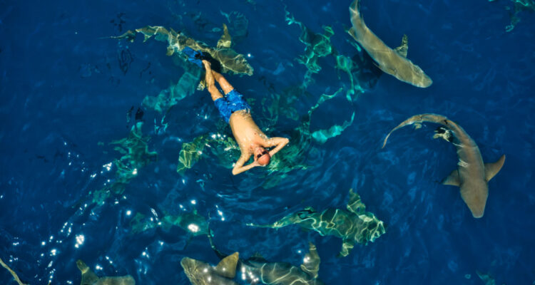 Man swimming among sharks