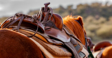 horse and saddle