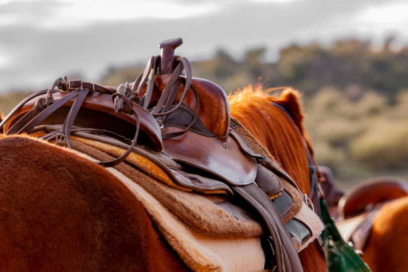 horse and saddle