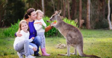 Family feeding a kangaroo