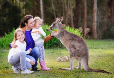 Family feeding a kangaroo