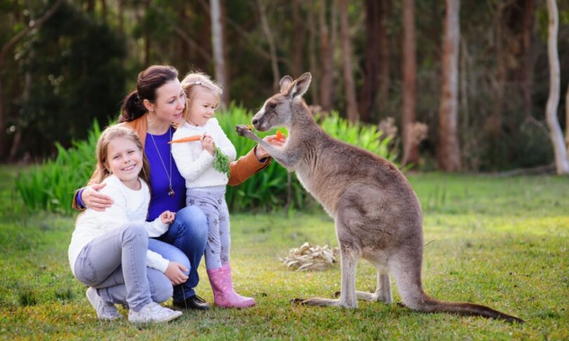 Family feeding a kangaroo