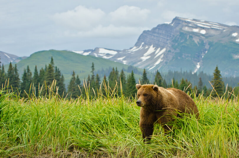 Oso