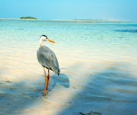 OneTravel Animal of the Week: The Grey Heron