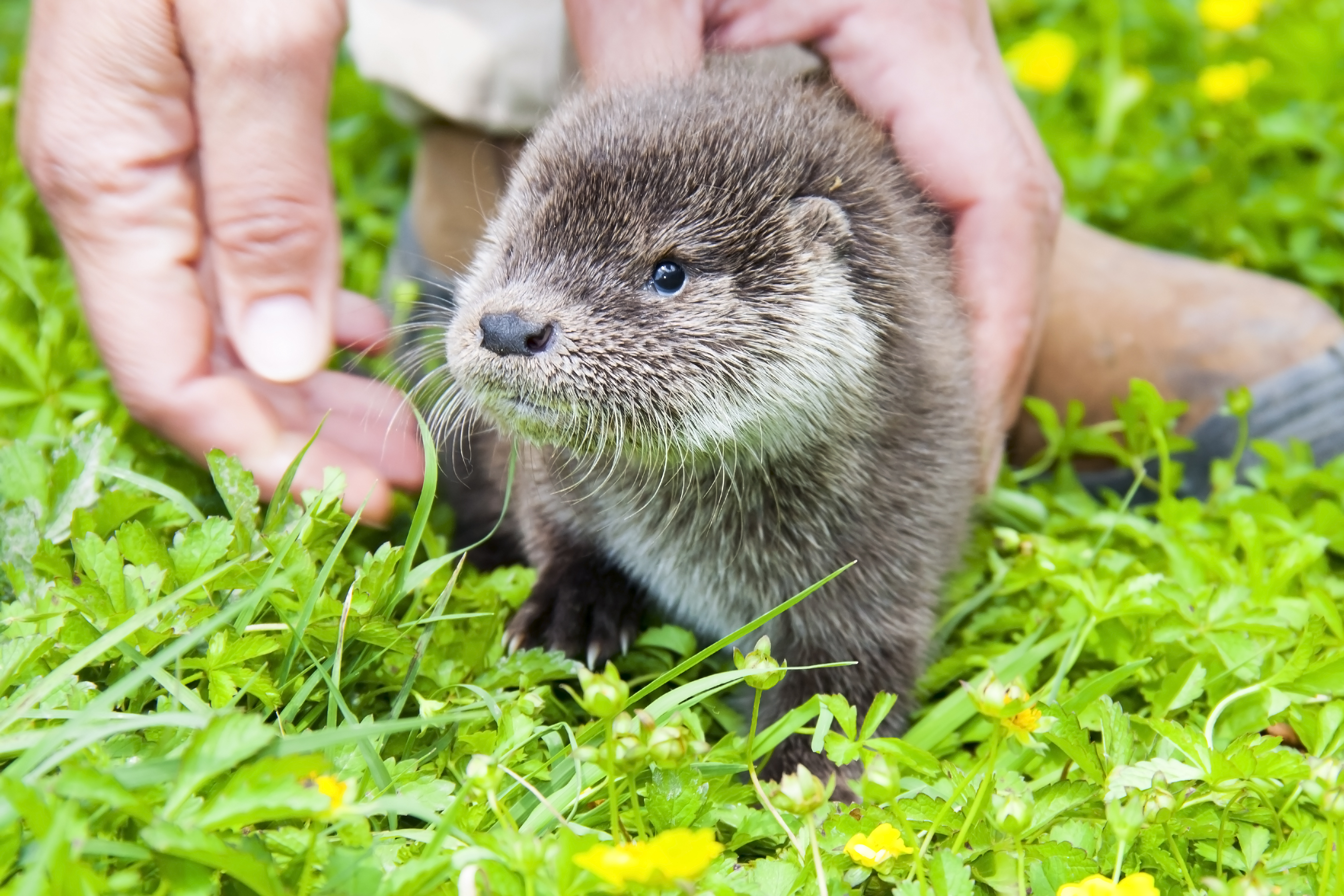 OneTravel Animal of the Week: The Eurasian Otter