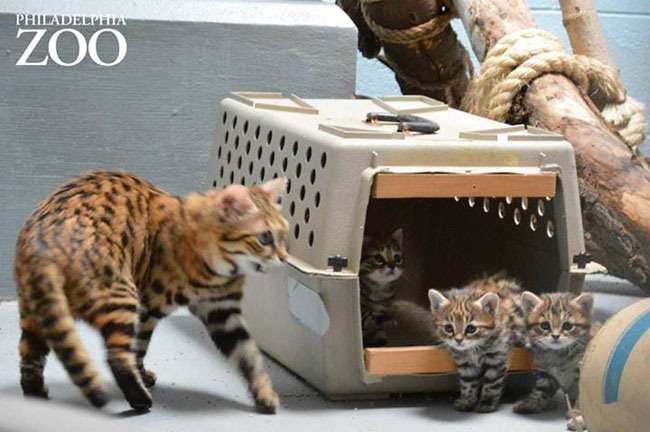 Animals of the Week: The Philadelphia Zoo’s African Black-Footed Cat Kittens, Photo: Philadelphia Zoo