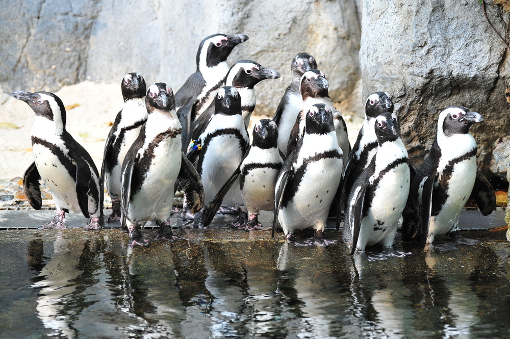 4 Places to Celebrate World Penguin Day